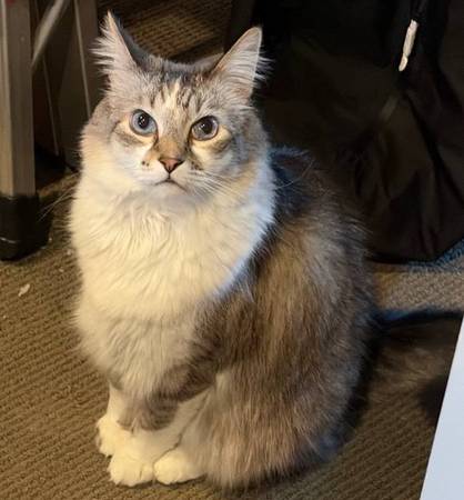 Lost Cat in Cary