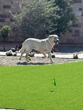 Lost dog
