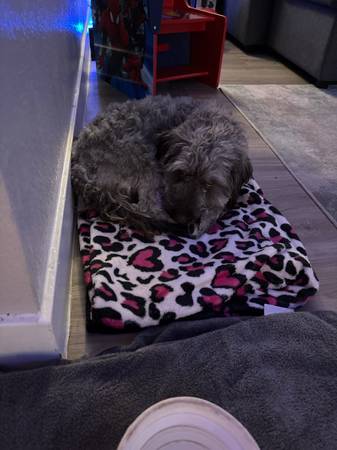 Found Dog in Tucson