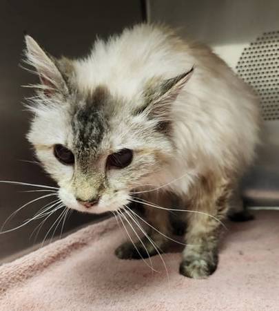 Found cat