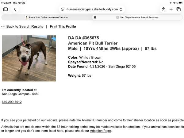 Found dog