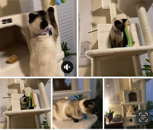Lost cat