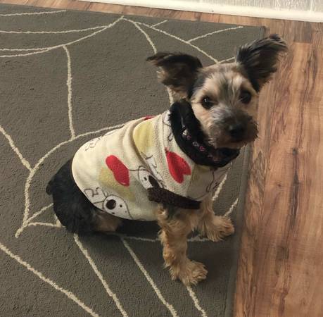 Lost dog