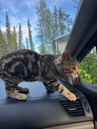 Found cat