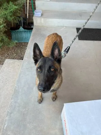Found dog
