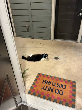 Lost cat