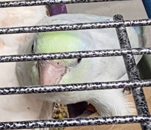 Lost Bird in Helena