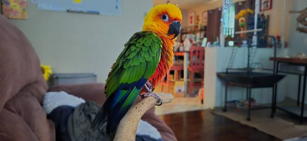 Lost Bird in Oakhurst