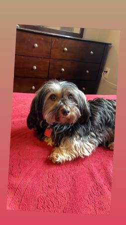 Lost dog