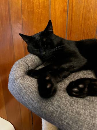 Lost cat
