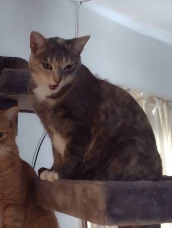 Lost cat