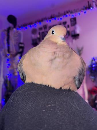Lost Bird in California