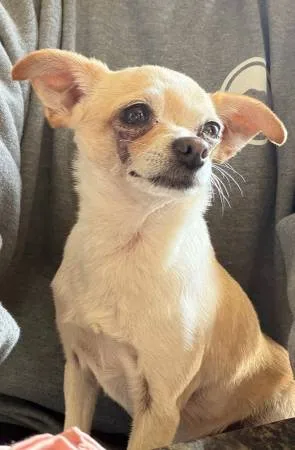 Found dog
