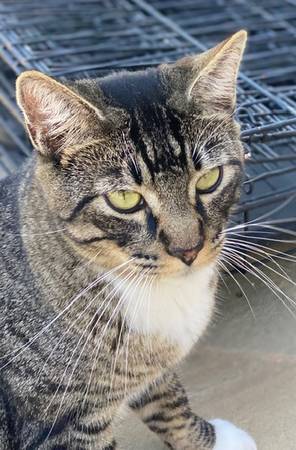 Lost cat