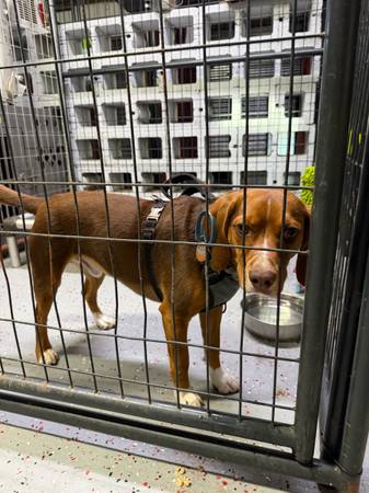 Found dog