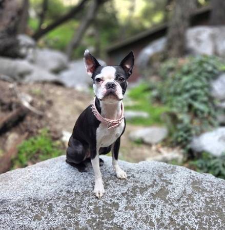 Lost dog