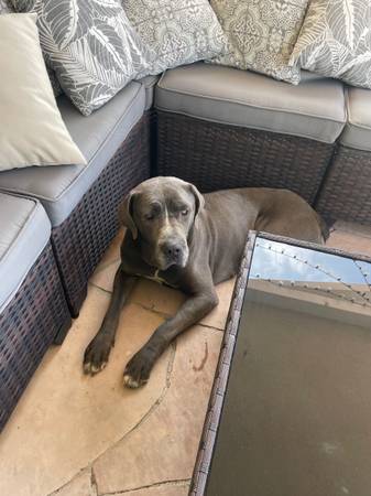 Found dog