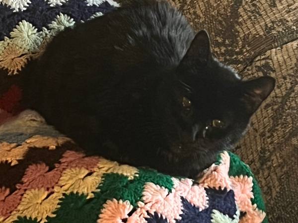 Lost cat