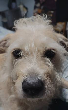 Lost dog