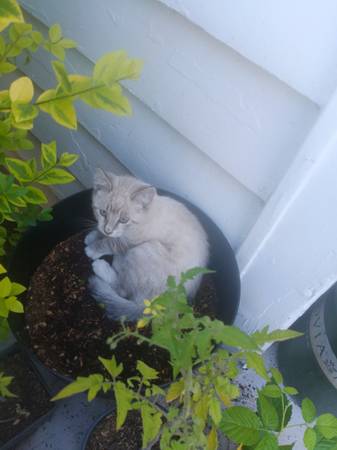 Lost cat