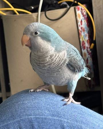 Lost Bird in Winter Haven