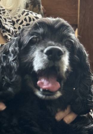 Lost dog