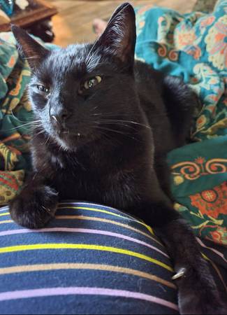Lost Cat in Coos Bay