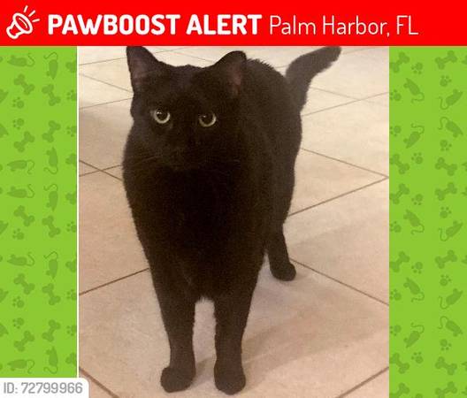 Lost cat