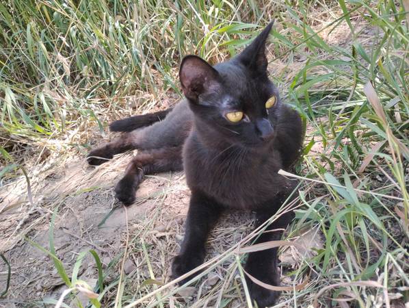 Lost Cat in Orem
