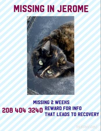 Lost Cat in Jerome