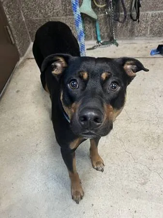 Found dog