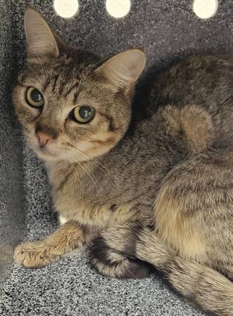 Found Cat in Bedrock Campground
