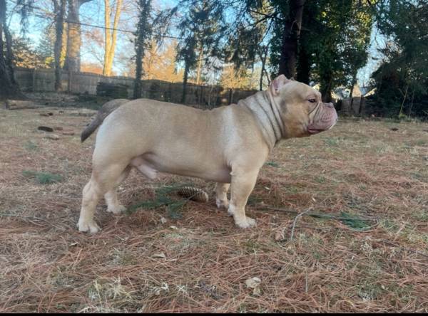 Lost dog