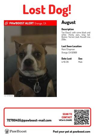 Lost dog