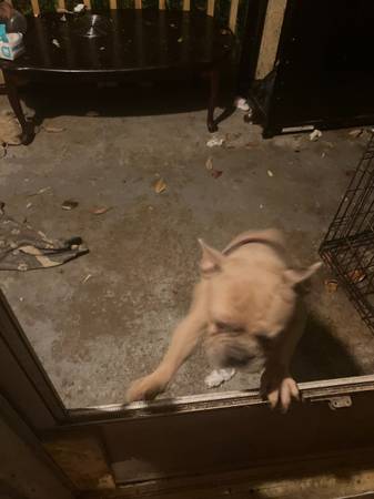 Lost dog