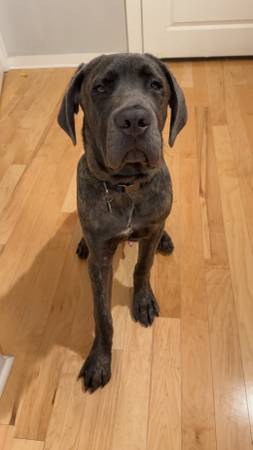 Lost Dog in Greensboro