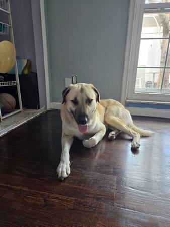 Lost Dog in Lake City