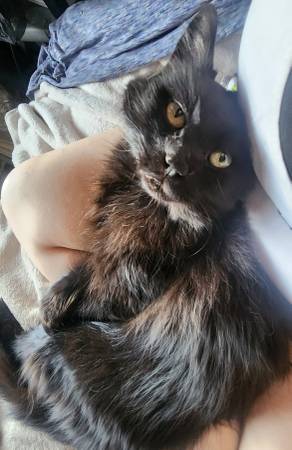 Lost Cat in Isleta