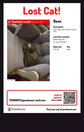 Lost Cat in Local