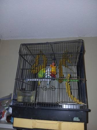 Lost Bird in Lantana