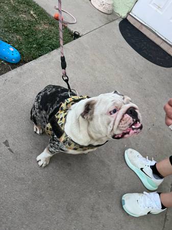 Found dog