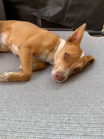 Found dog
