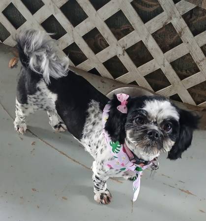 Lost dog