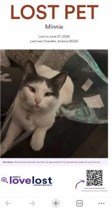Lost cat