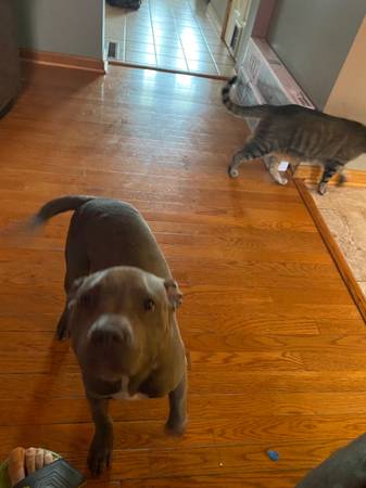Lost Dog in Nazareth