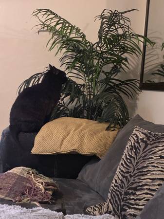 Lost cat