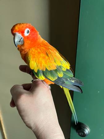 Lost bird