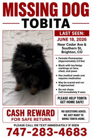 Lost dog