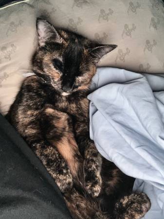 Lost Cat in Marysville