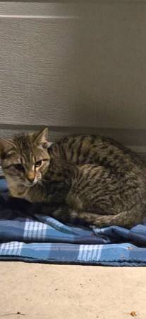 Lost Cat in Grants Pass